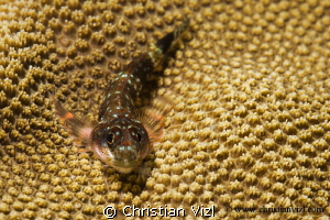 Portrait of a blenny resting on hard coral, Ixtapa, México. by Christian Vizl 